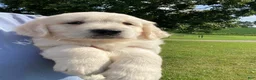Golden Retriever dogs for sale: Louie - Ad 4