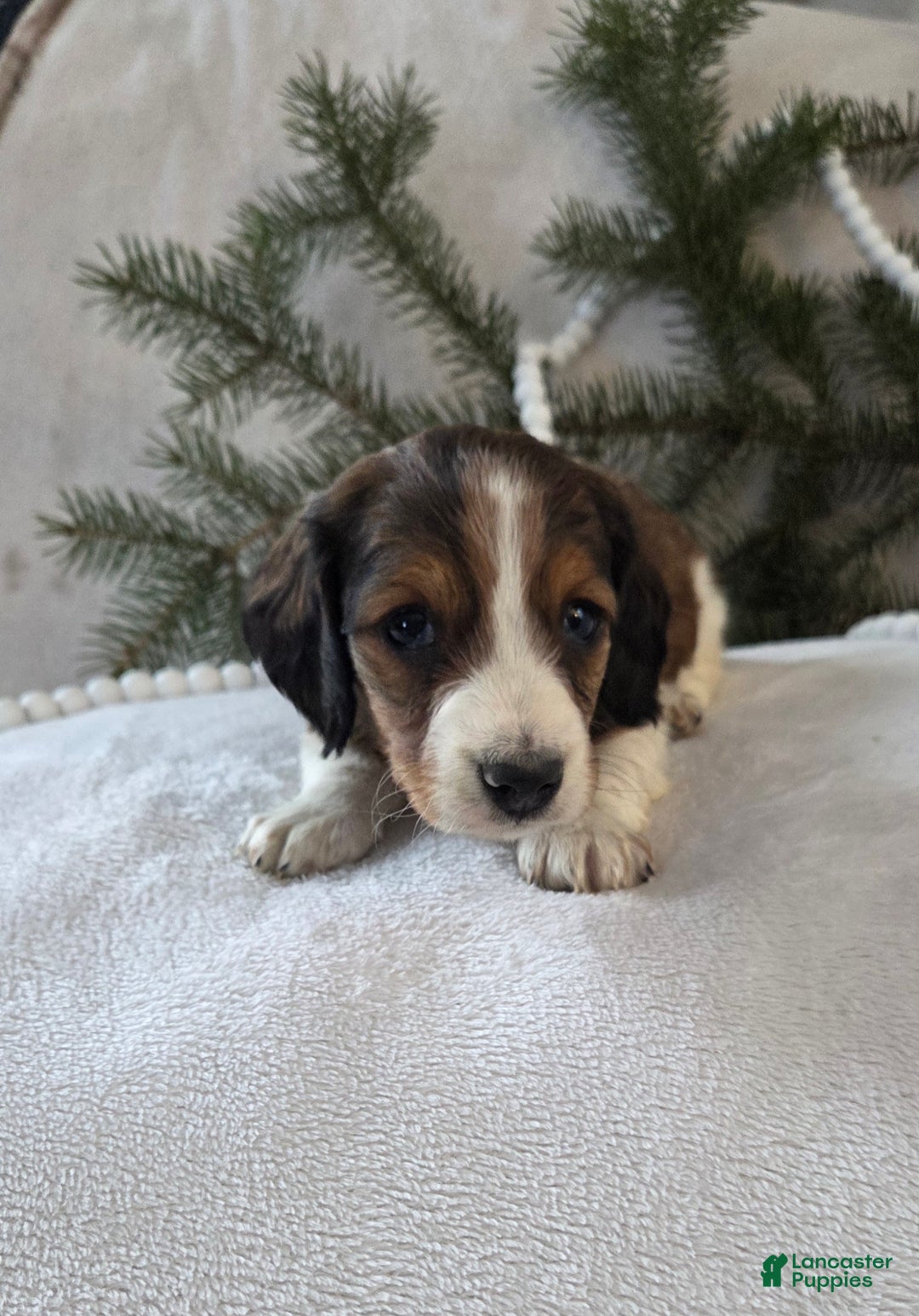 Miniature Dachshund dogs for sale: Peppermint  - Ad 3