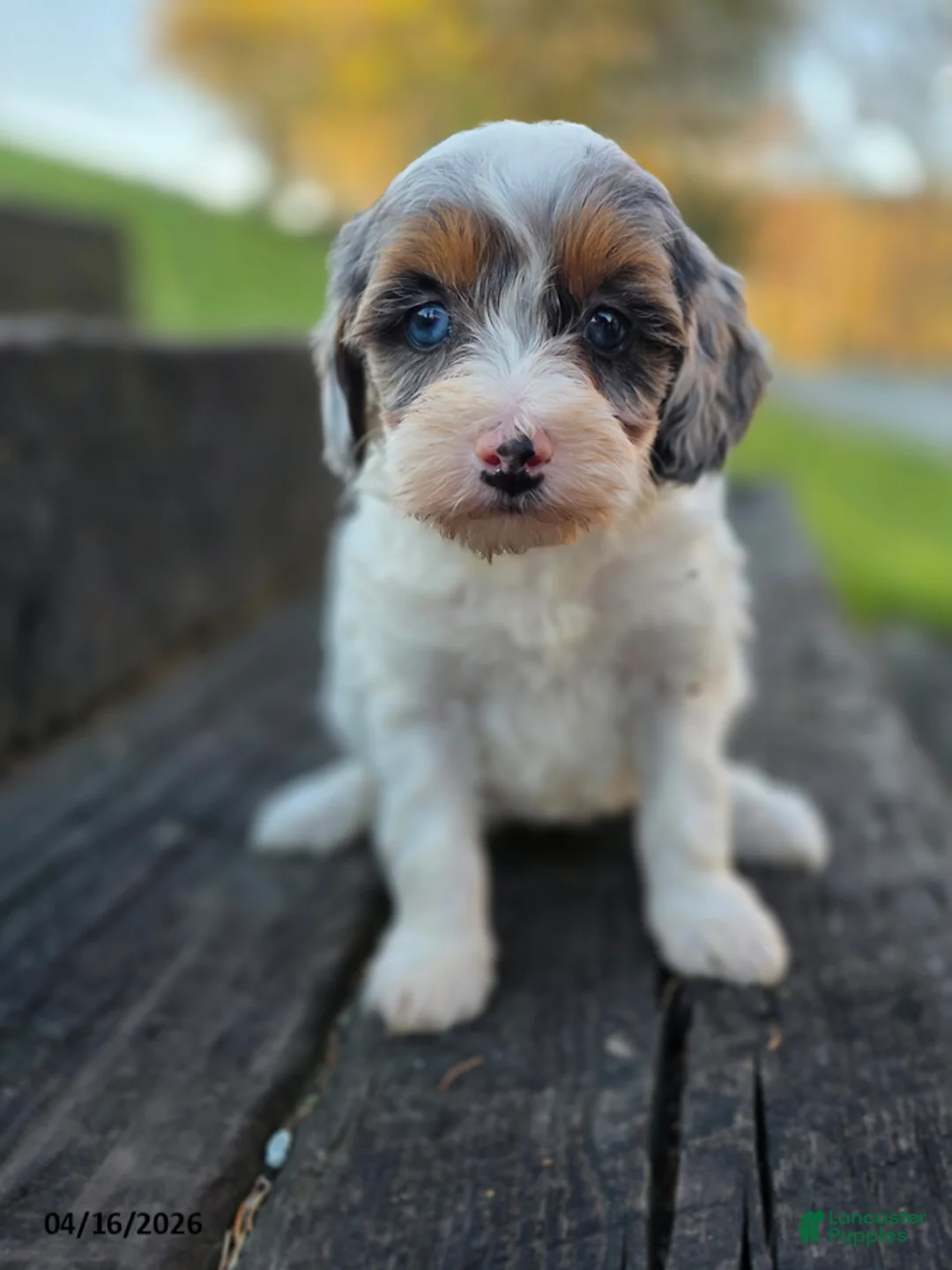 Mini Bernedoodle dogs for sale: Sally - Ad 1