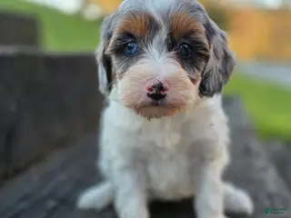 Mini Bernedoodle dogs Sally - Ad 5