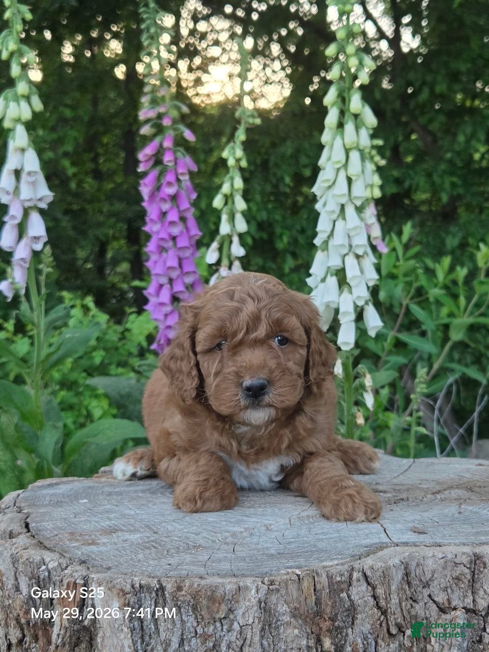 Mini Goldendoodle dogs Cuddles  - Ad 2