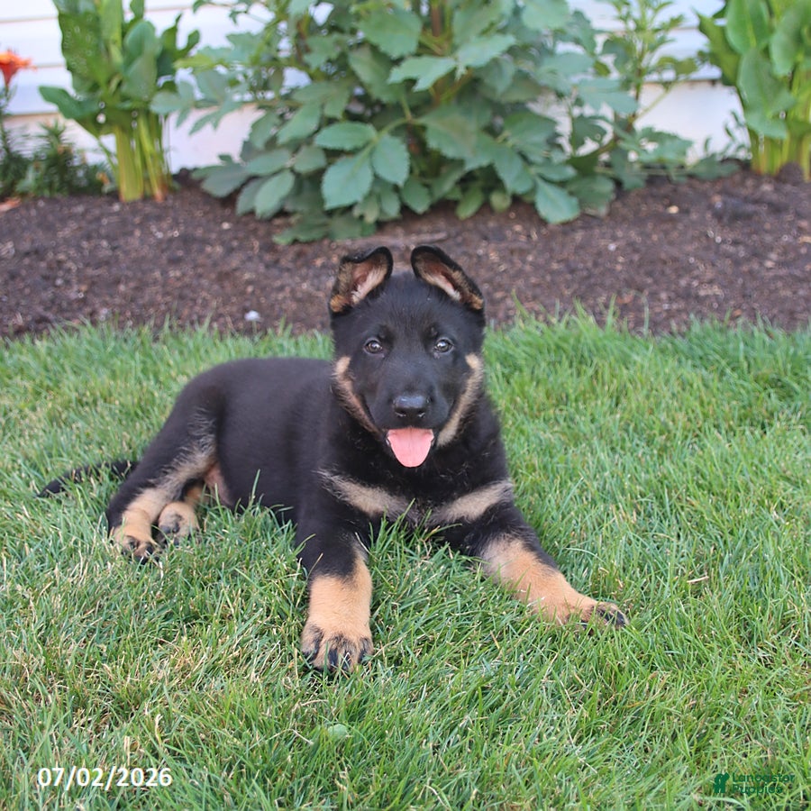 German Shepherd dogs Sailor - Ad 2