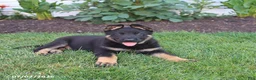 German Shepherd dogs for sale: Sailor - Ad 2