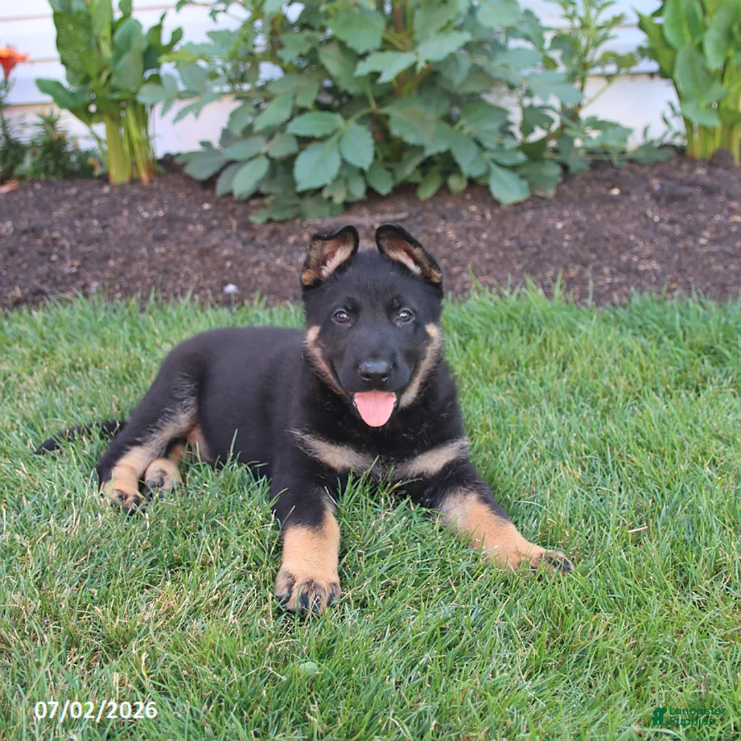 German Shepherd dogs for sale: Sailor - Ad 2