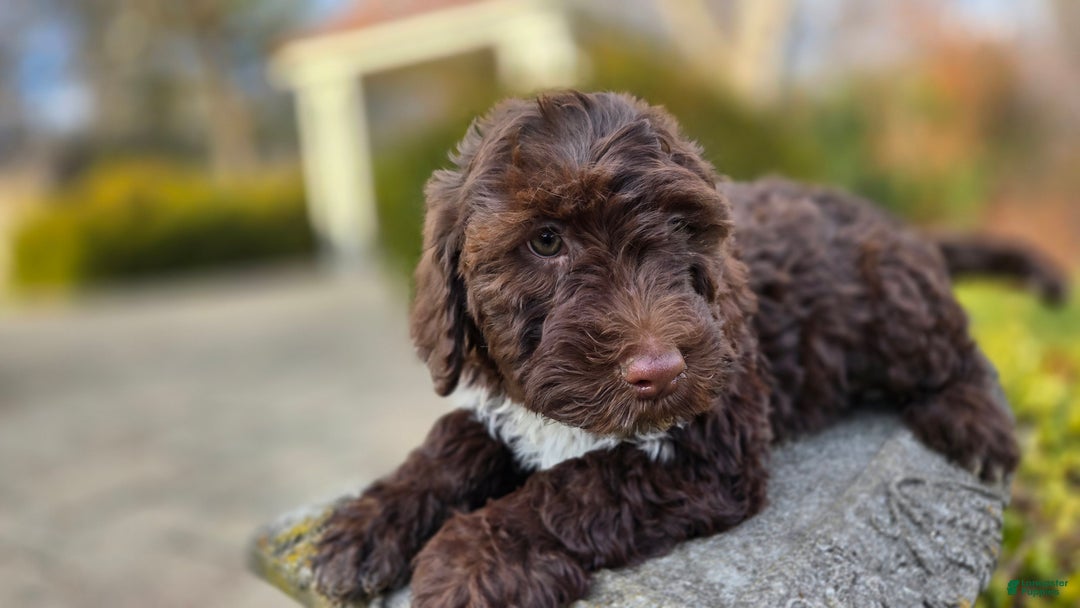 Portuguese Water Dog dogs for sale: Tori - Ad 13