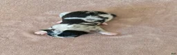 Border Collie dogs for sale: Gypsy - Ad 2