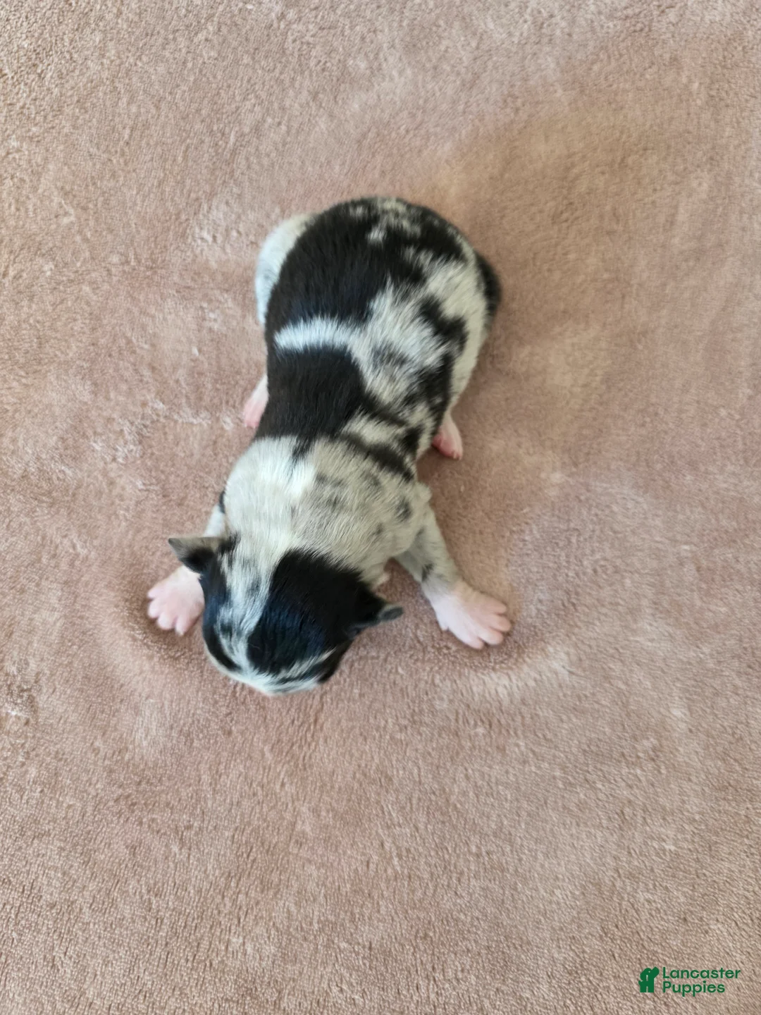 Border Collie dogs for sale: Gypsy - Ad 2