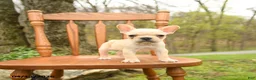 French Bulldog dogs for sale: Dwayne - Ad 5