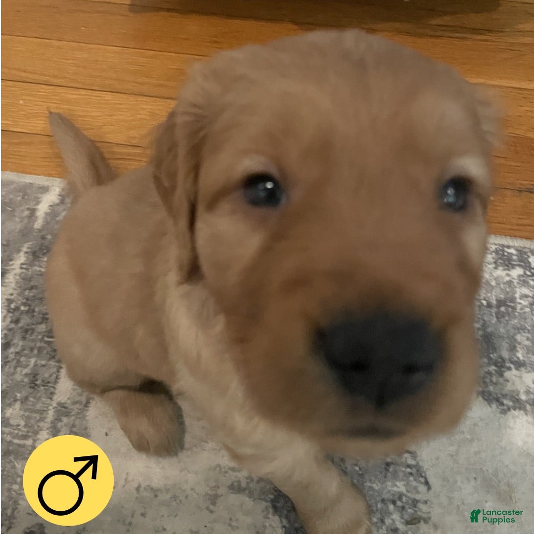 Golden Retriever dogs Golden Retriever 4 - Ad 22