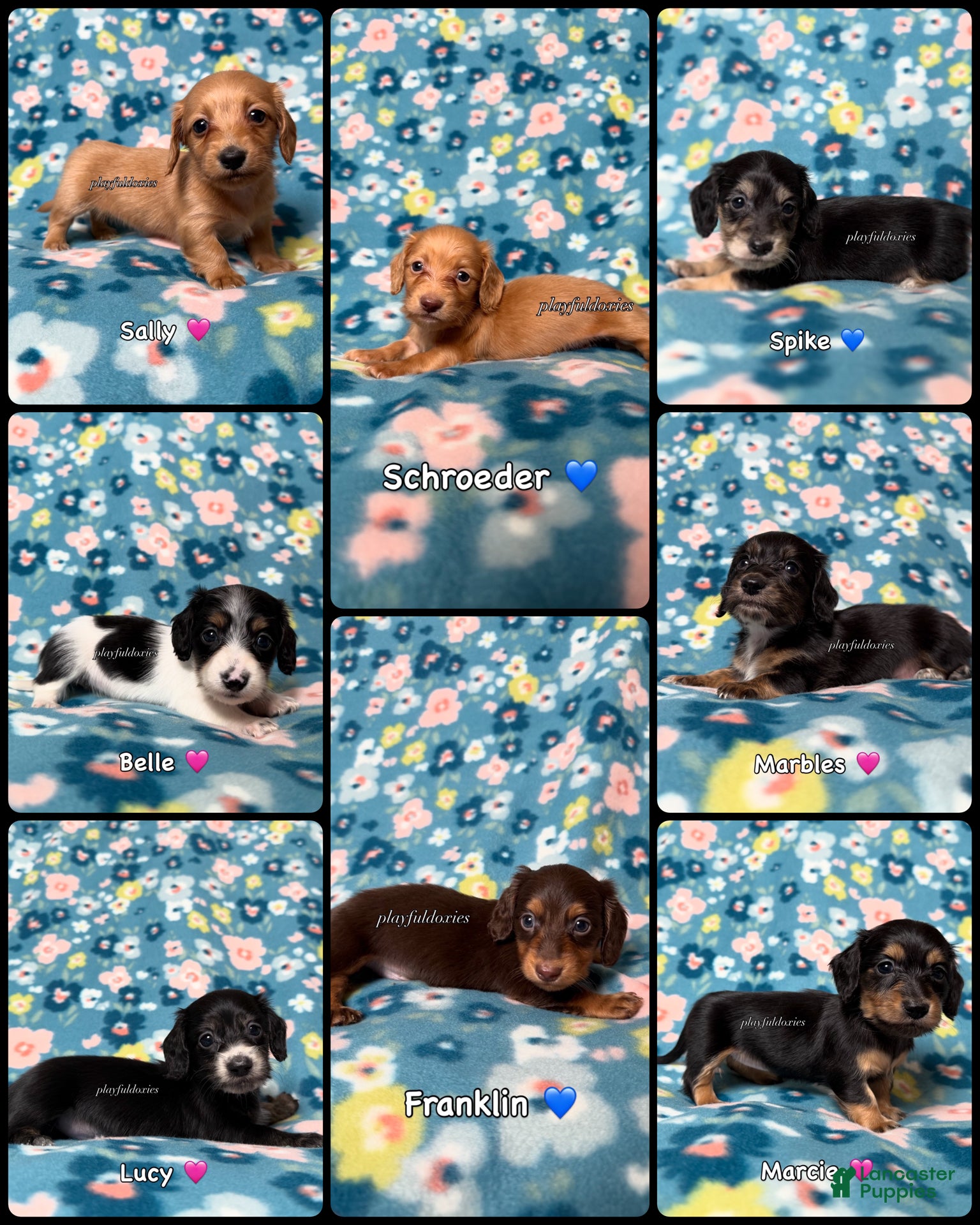 Miniature Dachshund dogs Lucy - Dachshund Puppy Black Piebald Female Long Haired - Ad 2