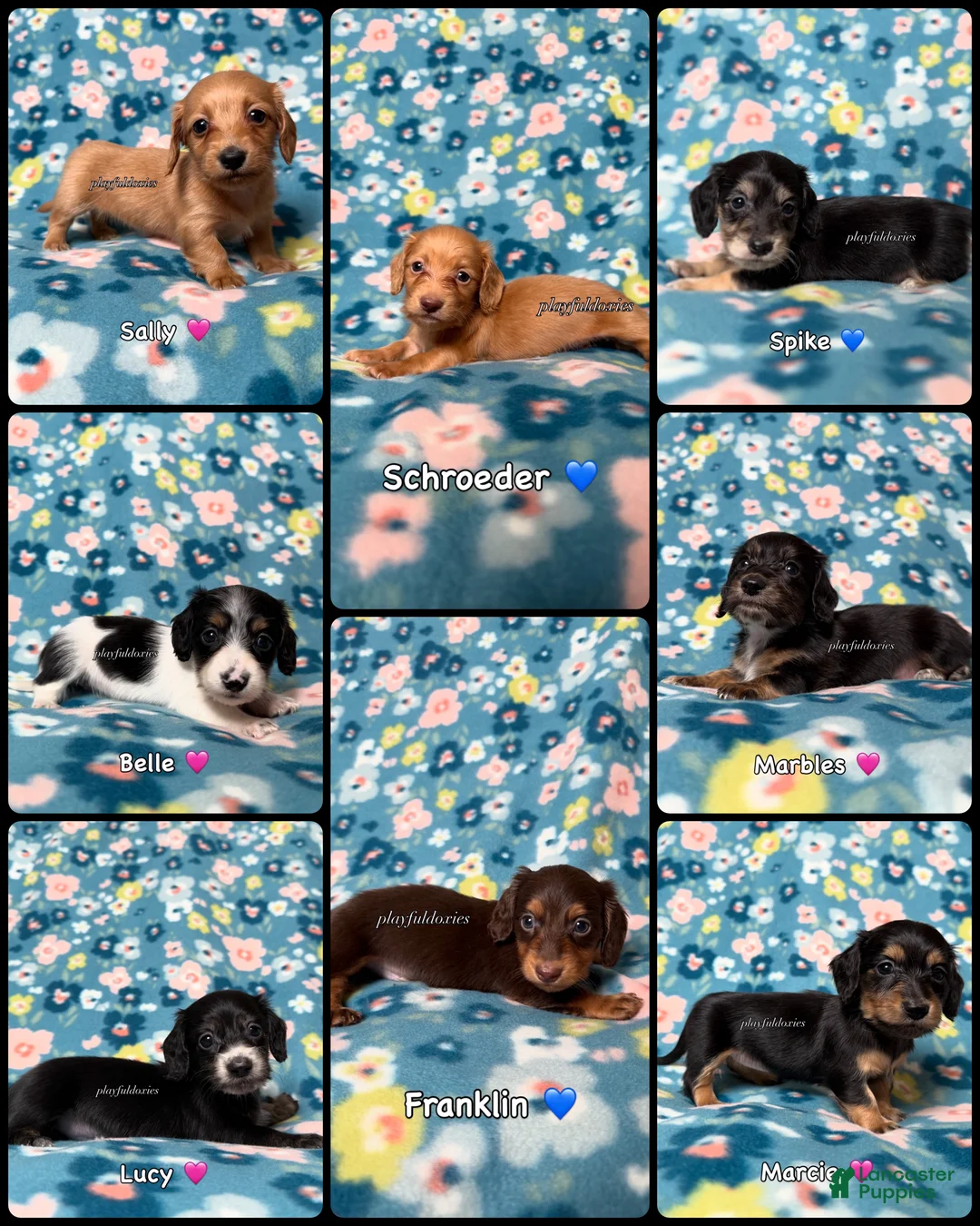 Miniature Dachshund dogs for sale: Belle - Dachshund Puppy Piebald Black & Tan Long Haired Female - Ad 2