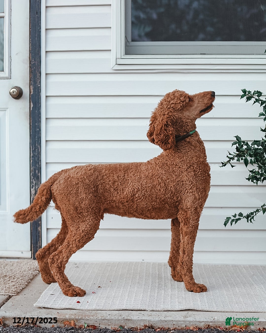Standard Poodle dogs for sale: Dante - Ad 10