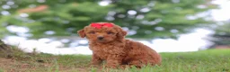 Mini Goldendoodle dogs for sale: Elvira - Ad 4