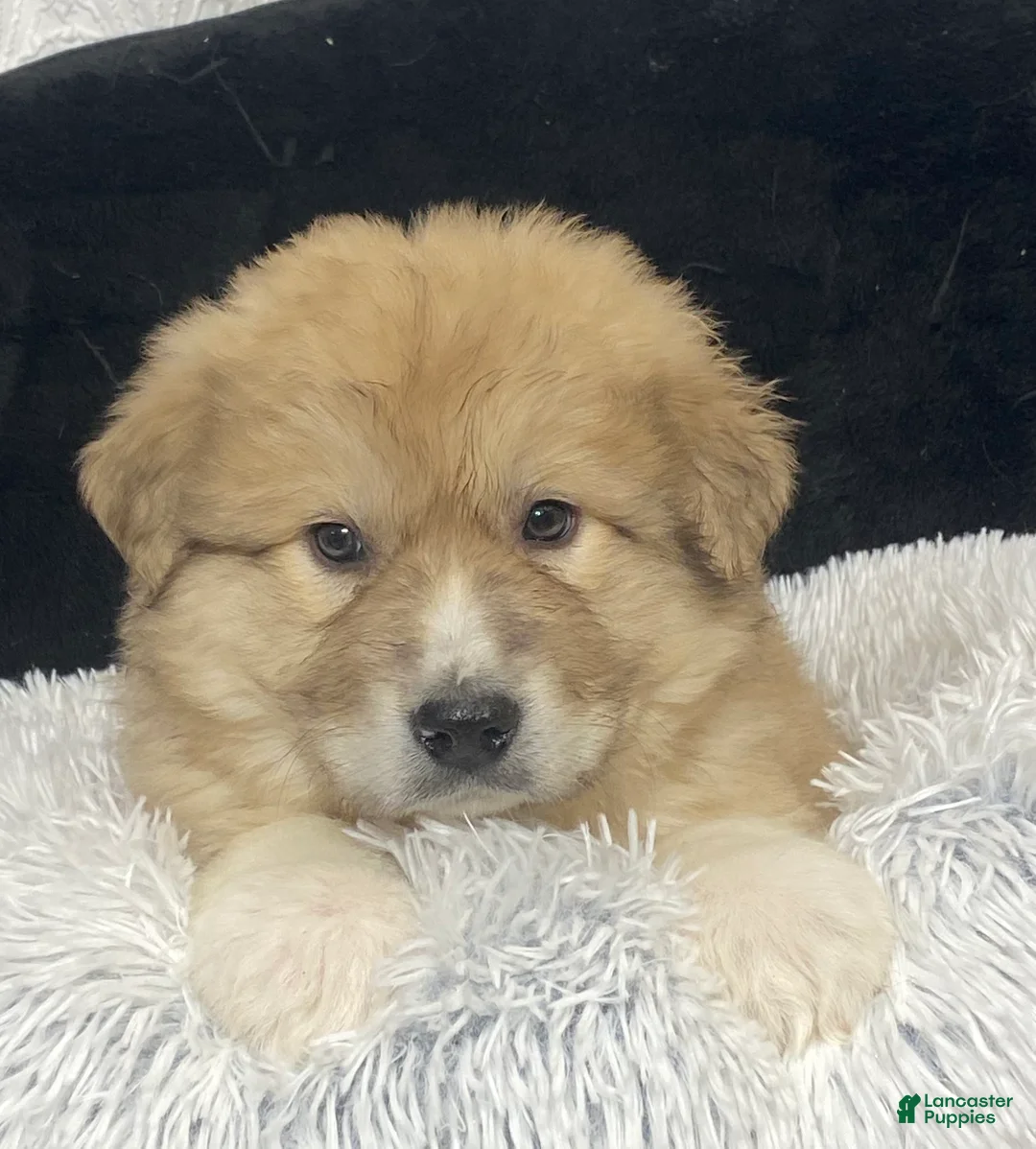 Great Pyrenees dogs for sale: George  - Ad 2