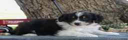 Miniature Australian Shepherd dogs for sale: Bubbles - Ad 2