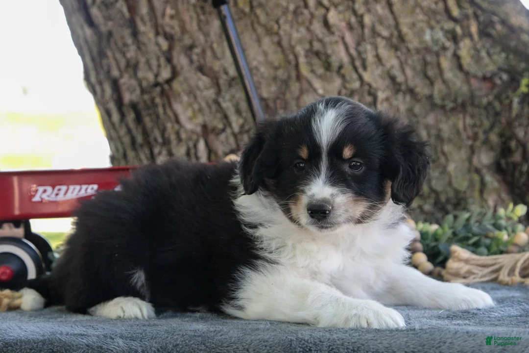Miniature Australian Shepherd dogs for sale: Bubbles - Ad 2