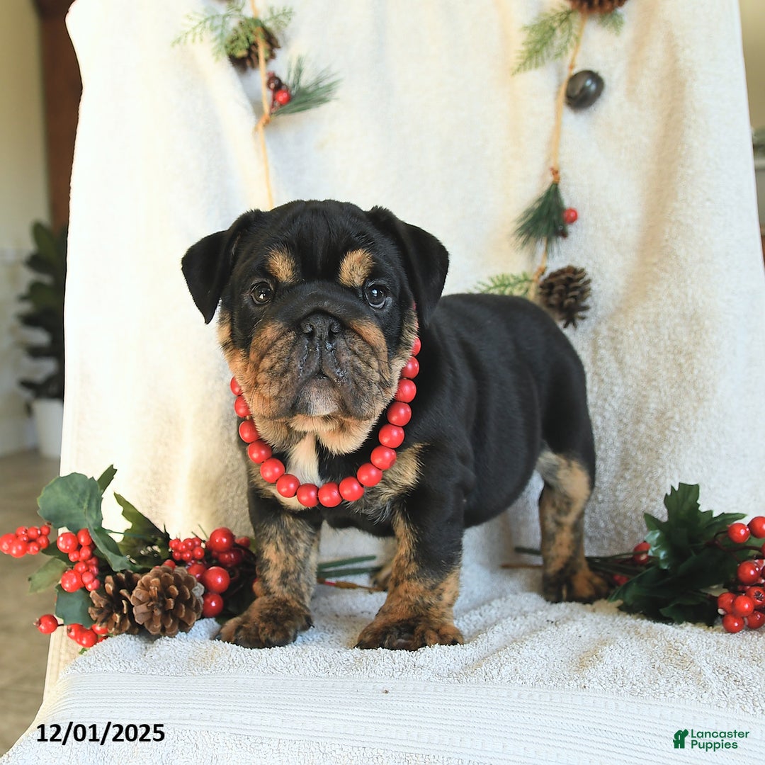 English Bulldog dogs for sale: Holly - Ad 4