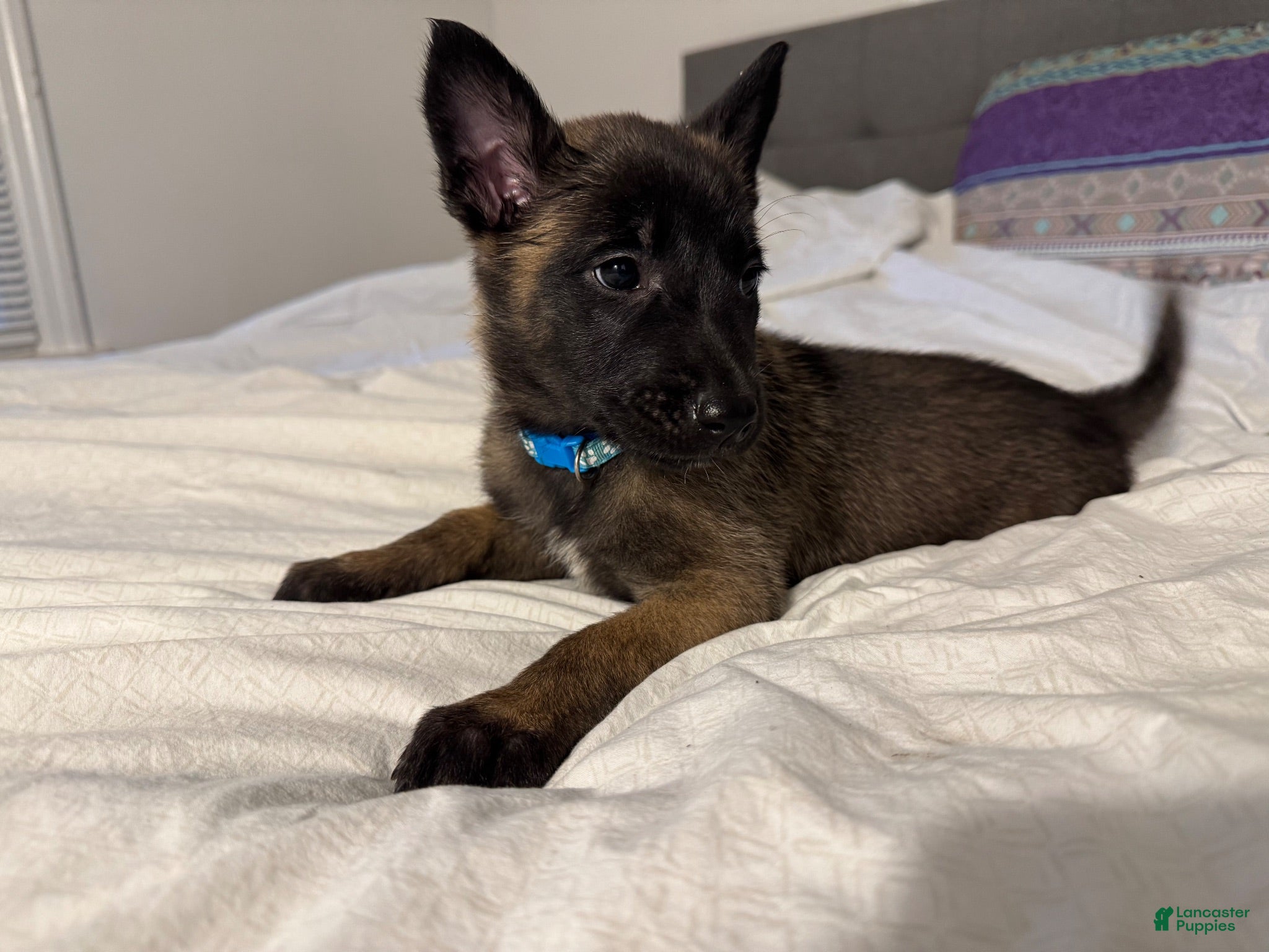 Belgian Malinois dogs Belgian Malinois 2 - Ad 1
