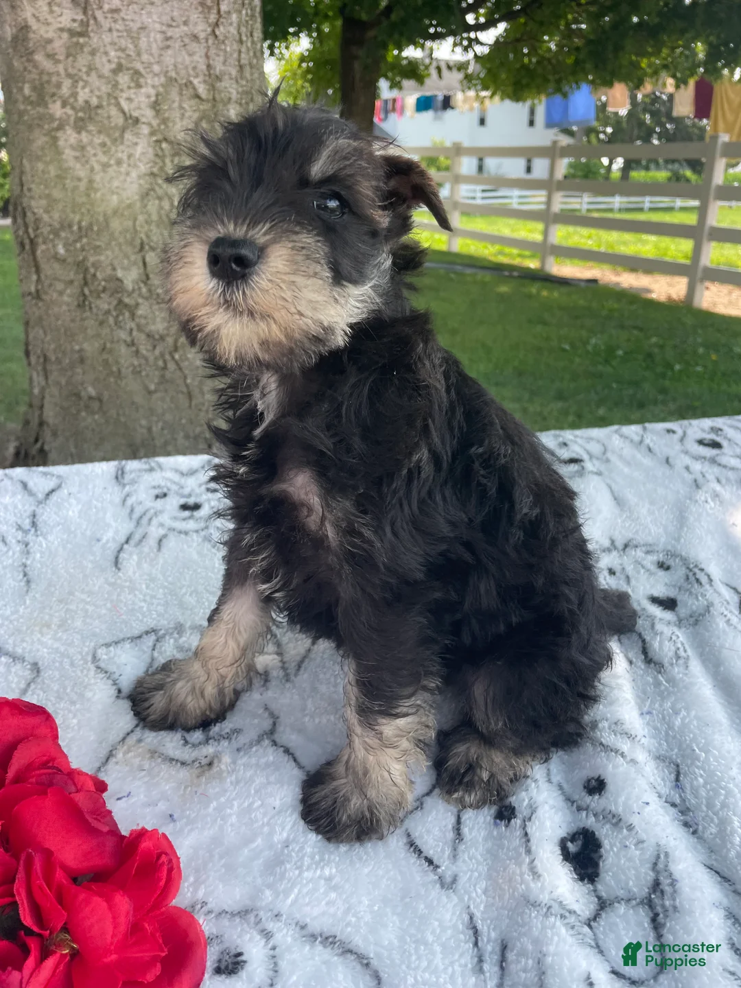 Miniature Schnauzer dogs for sale: Matilda - Ad 5