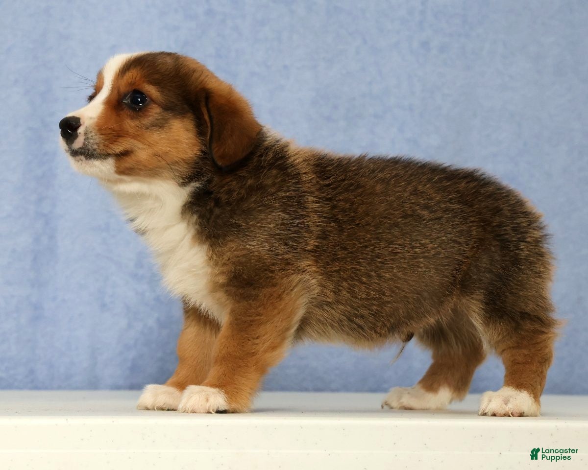 Mixed Breed dogs Dimple - Ad 1