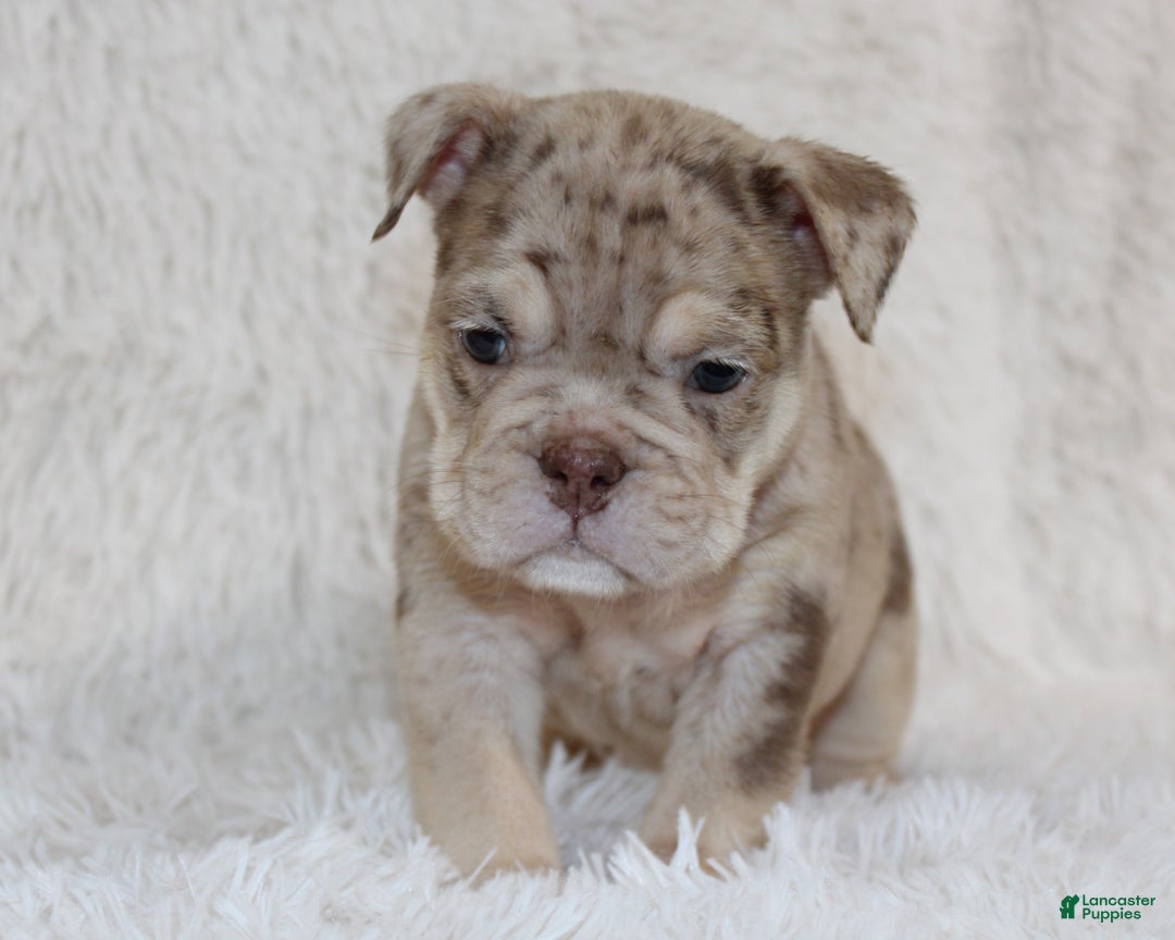 English Bulldog dogs for sale: Parry - Ad 8