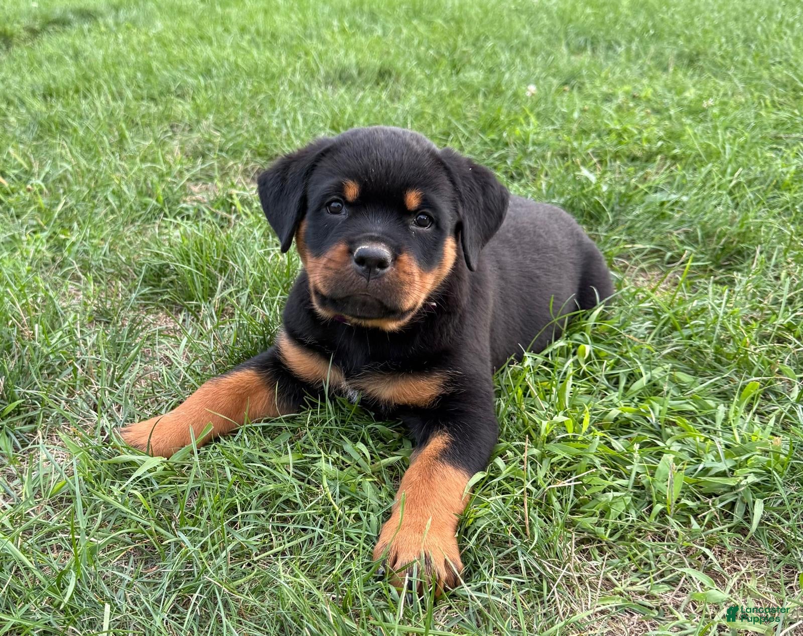 Rottweiler dogs Josie - Ad 2