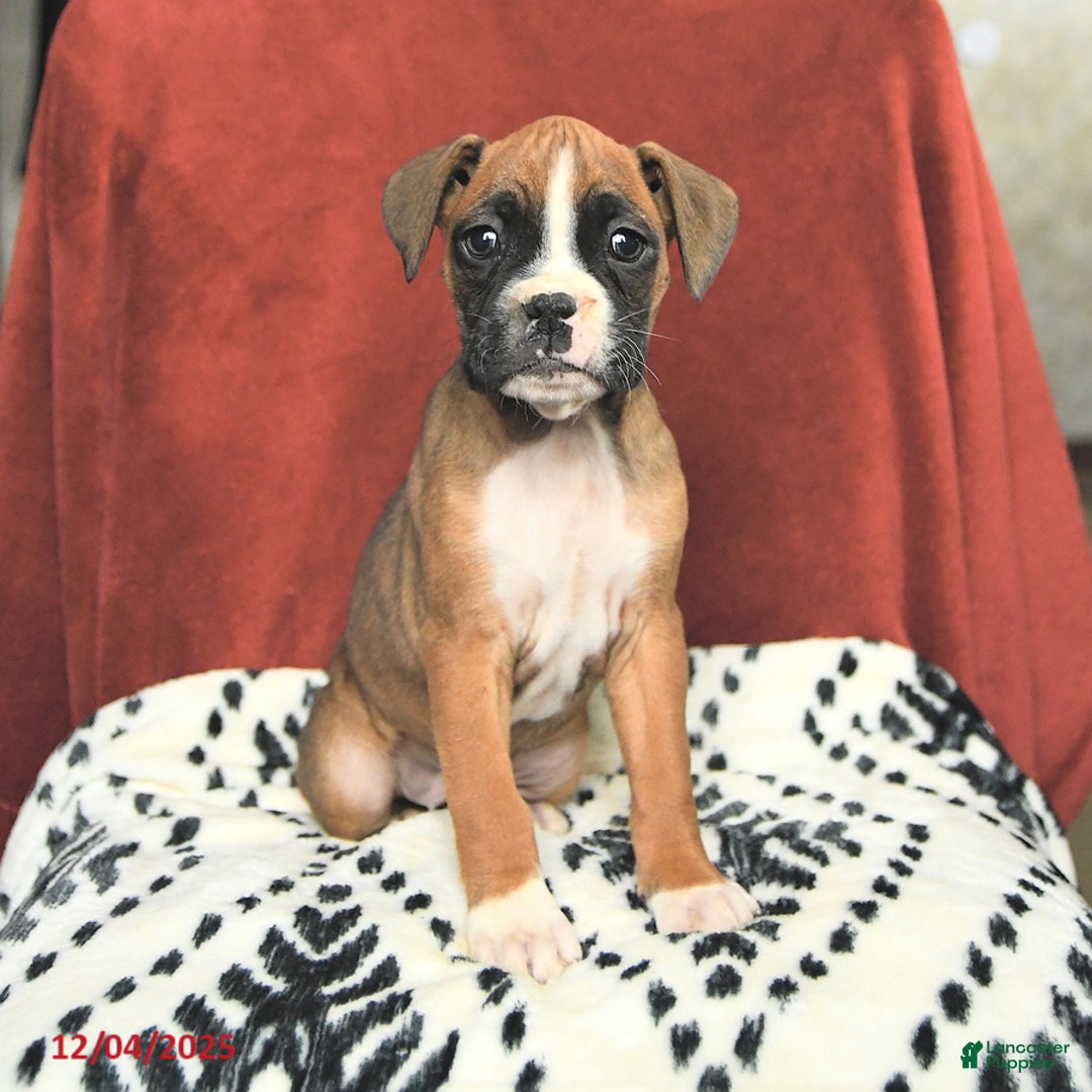 Boxer dogs for sale: Sugarplum - Ad 1