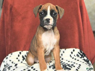 Boxer dogs Sugarplum - Ad 27