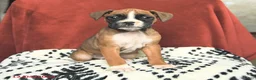 Boxer dogs for sale: Sugarplum - Ad 1