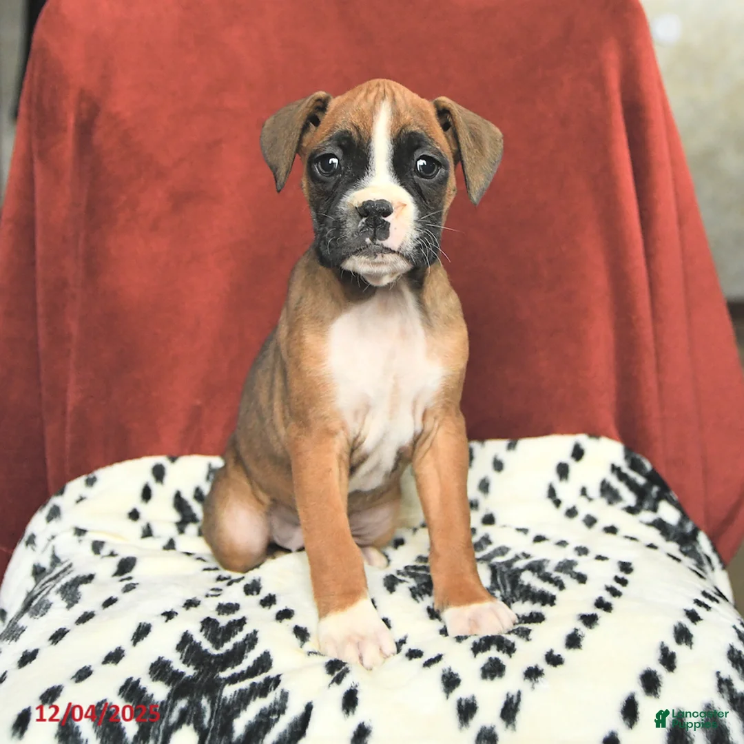 Boxer dogs for sale: Sugarplum - Ad 1