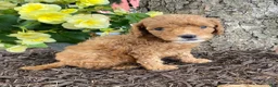 Mini Goldendoodle dogs for sale: Dusty- mini/ petite - Ad 1