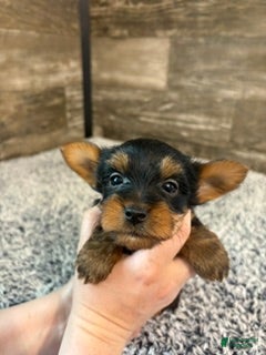 Yorkshire Terrier dogs for sale: Luke - Ad 3