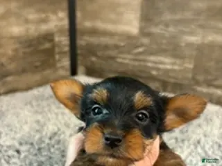 Yorkshire Terrier dogs for sale: Luke - Ad 3