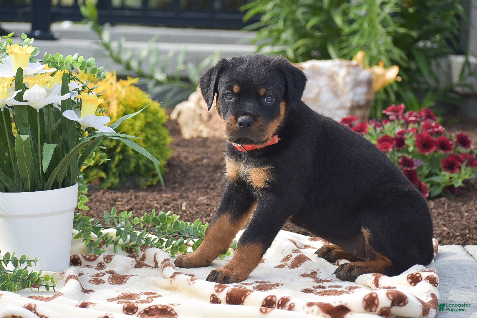 Rottweiler dogs Hailey - Ad 2