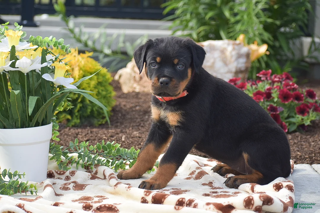 Rottweiler dogs for sale: Hailey - Ad 2