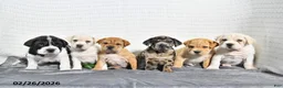 Mini Hippo dogs for sale: Bernie - Ad 3