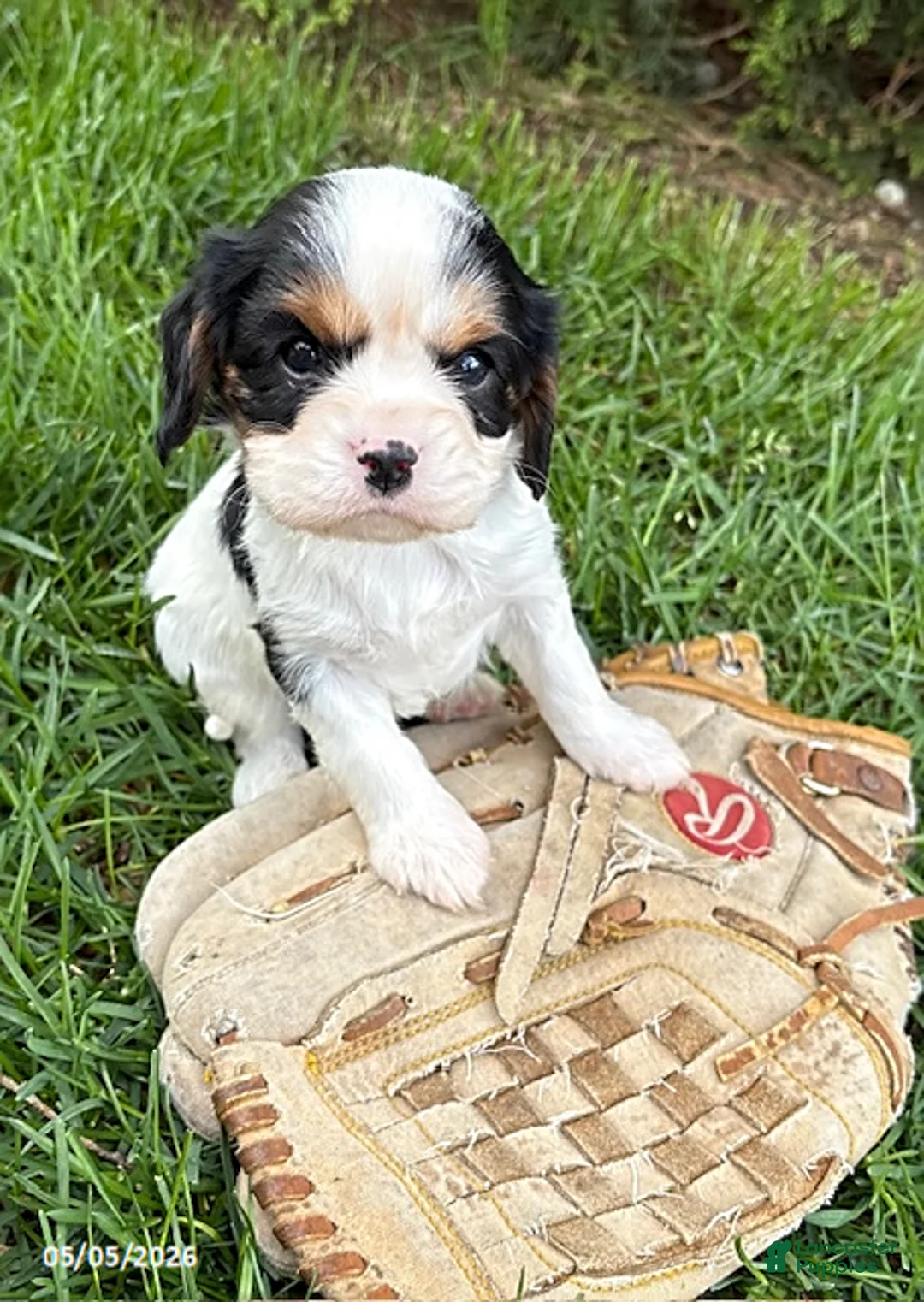 Cavalier King Charles Spaniel dogs for sale: Charlie - Ad 1