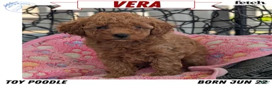 Vera 