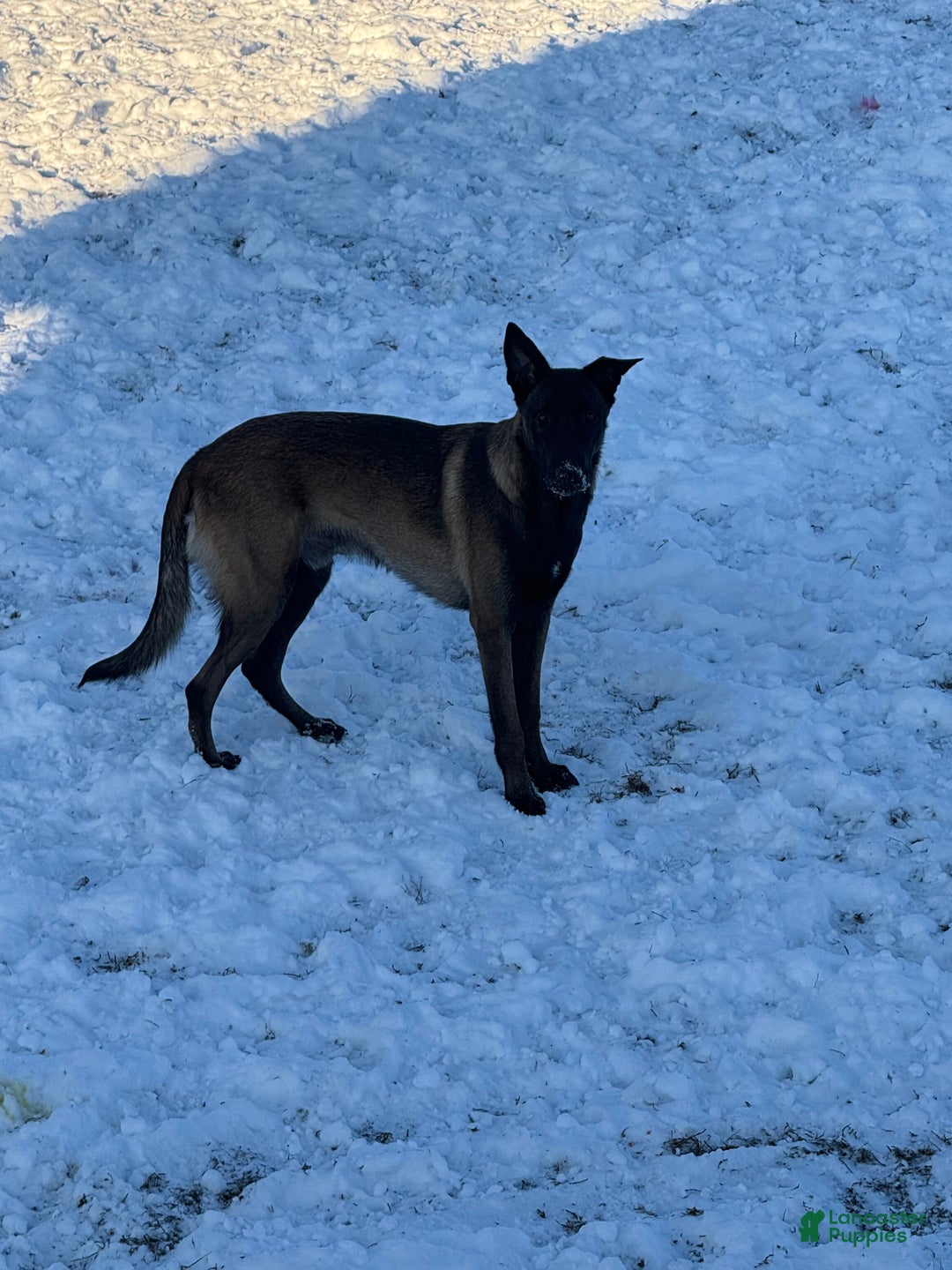 Belgian Malinois dogs for sale: Belgian Malinois Puppy  - Ad 6