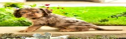English Cocker Spaniel dogs for sale: Larry - Ad 5