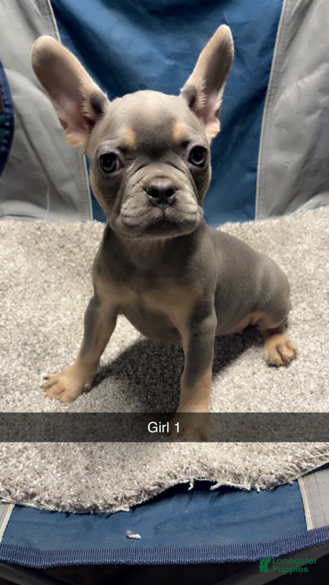 French Bulldog dogs for sale: French Bulldog Puppy 3 - Ad 1
