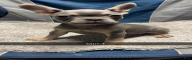 French Bulldog Puppy 3