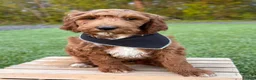 Irish Doodle dogs for sale: Cody - Ad 13