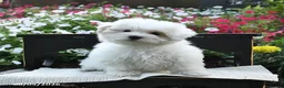 Maltipoo dogs for sale: Rose  - Ad 3
