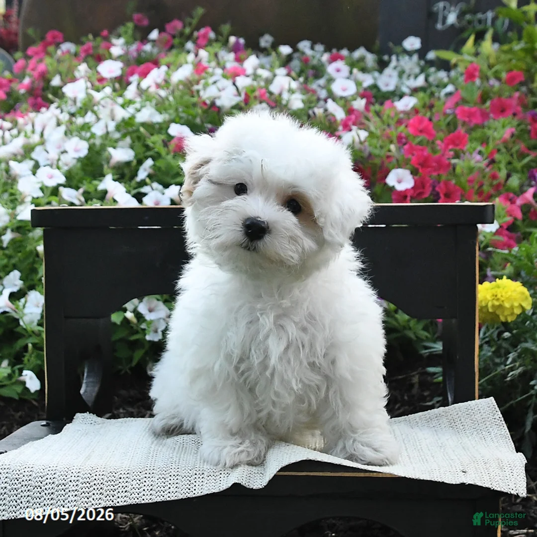 Maltipoo dogs for sale: Rose  - Ad 3