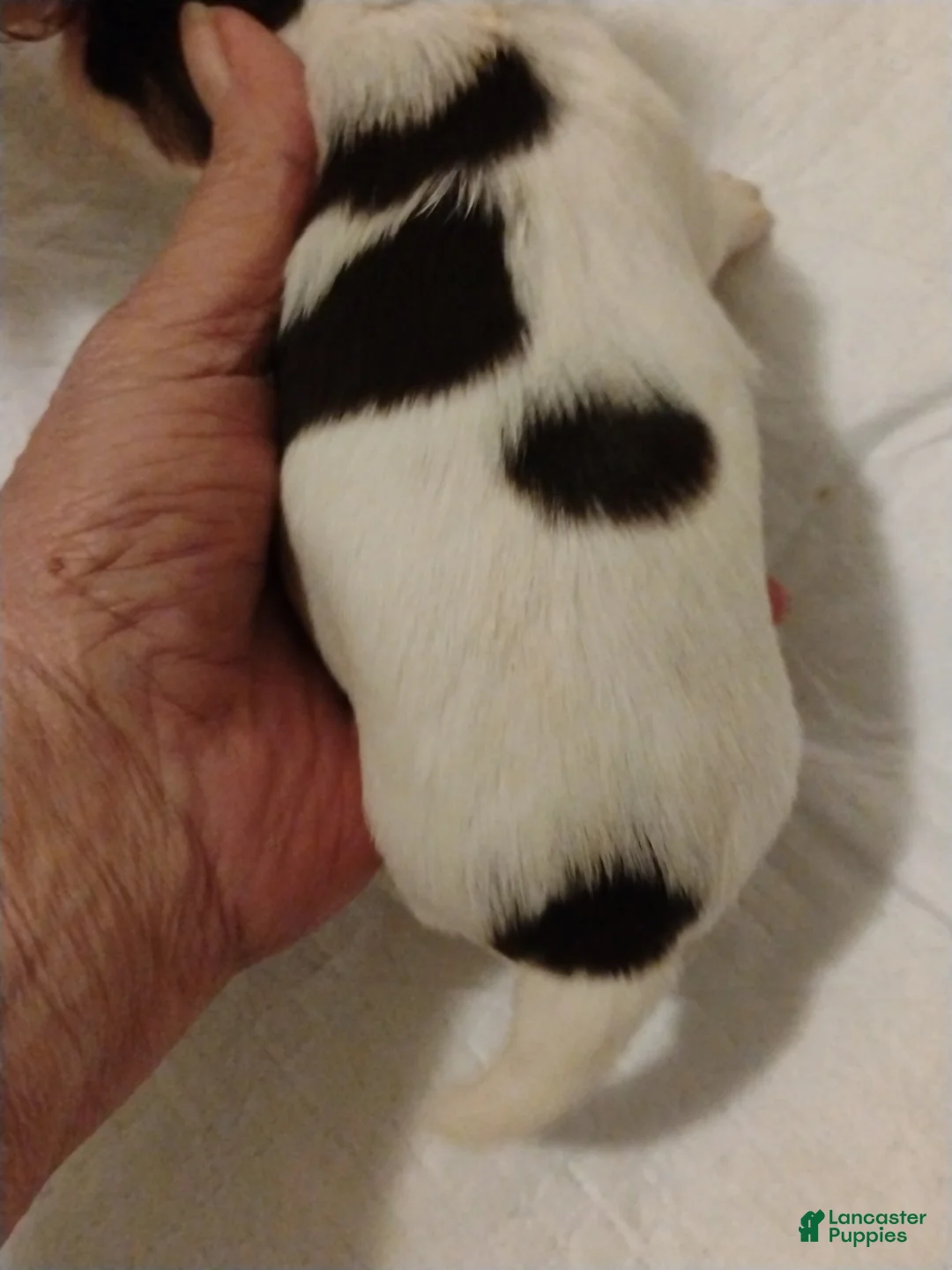 Biewer Terrier dogs for sale: Biewer Terrier Puppy 8 - Ad 1