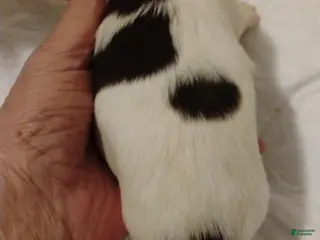 Biewer Terrier dogs Biewer Terrier Puppy 8 - Ad 31