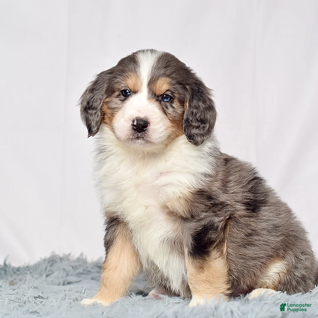 Bernedoodle dogs for sale: Ms. Venus - Ad 3