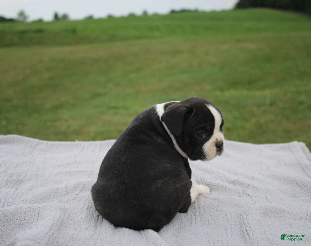 Frenchton dogs for sale: HARRY - Ad 3