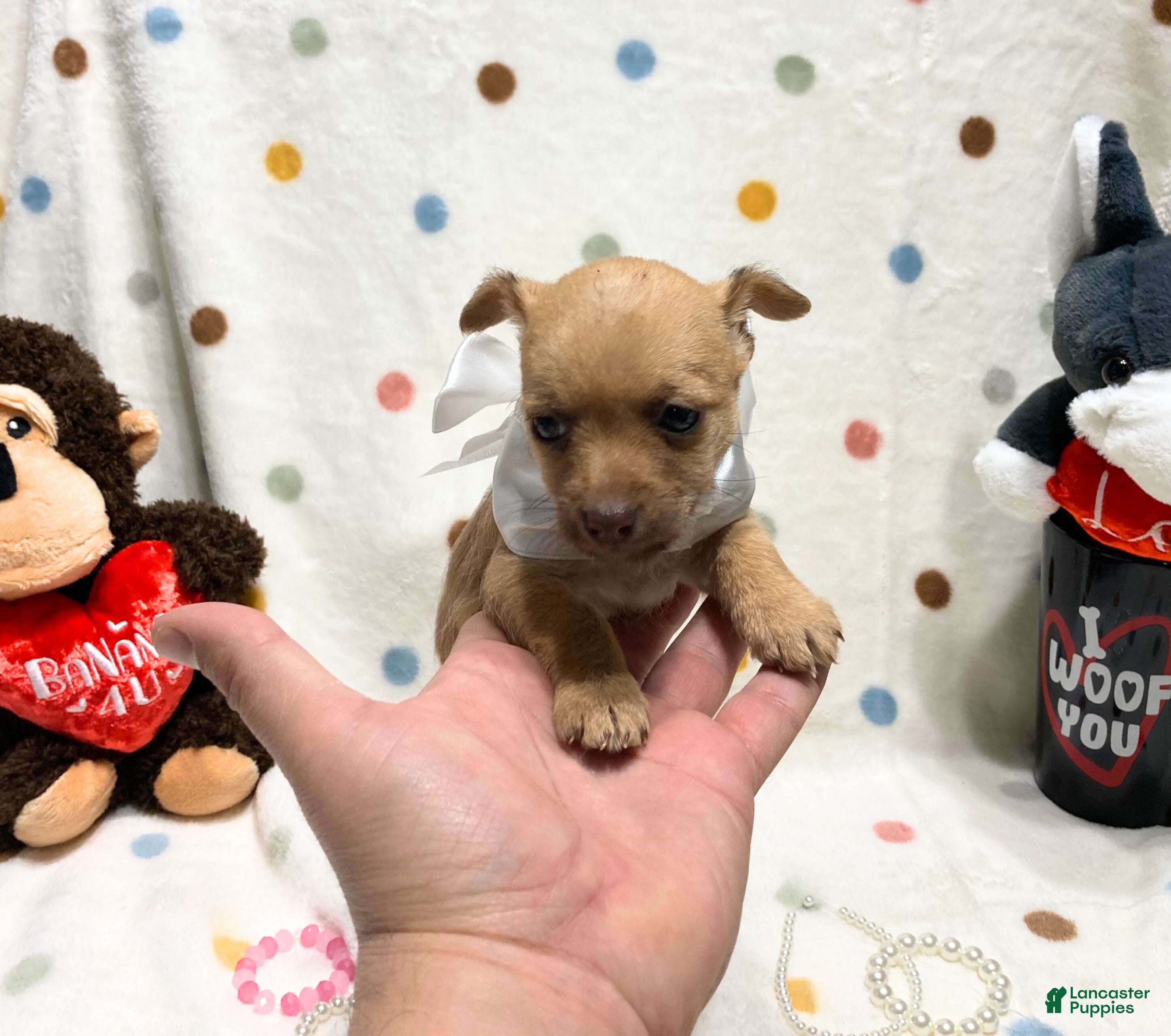 Chihuahua dogs Lola - Ad 13